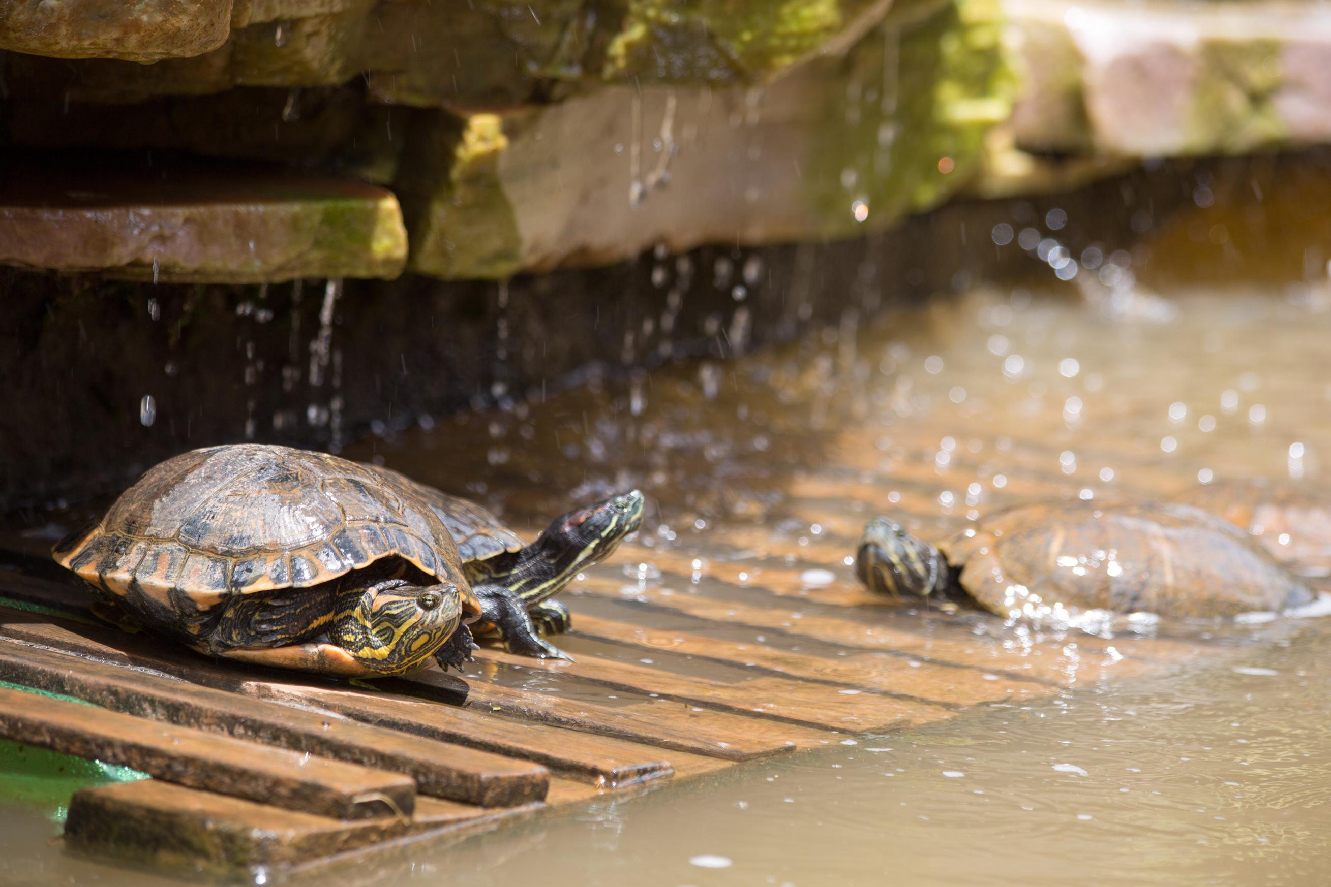 Benefits of using a water heater for turtles