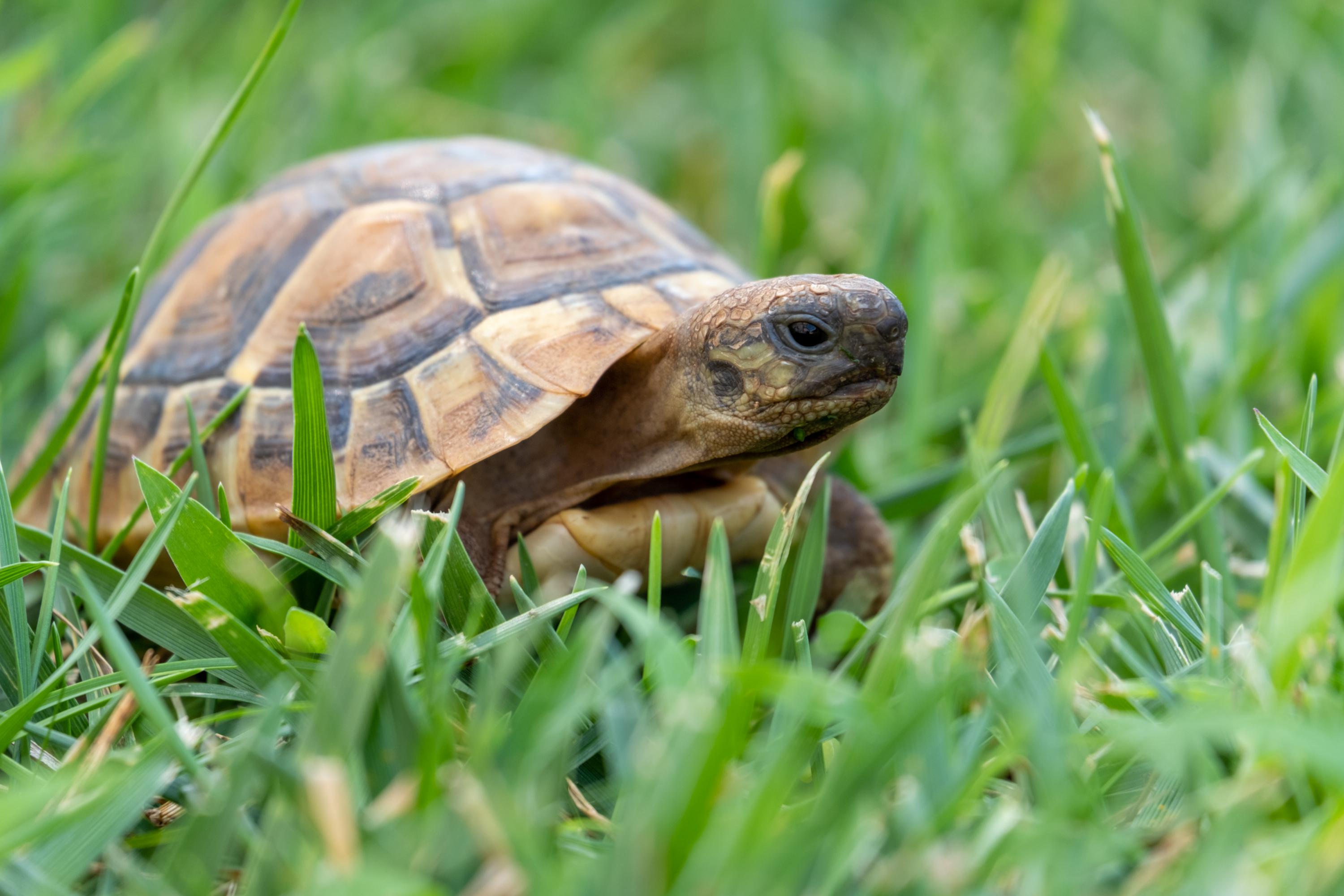 Causes of algae growth on turtle shells