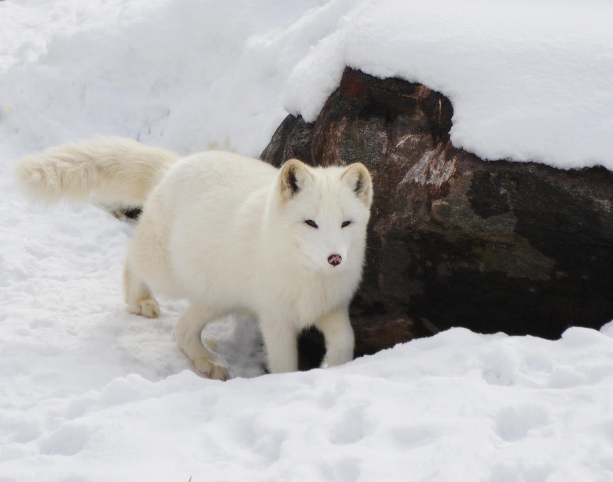Identification of the arctic fox