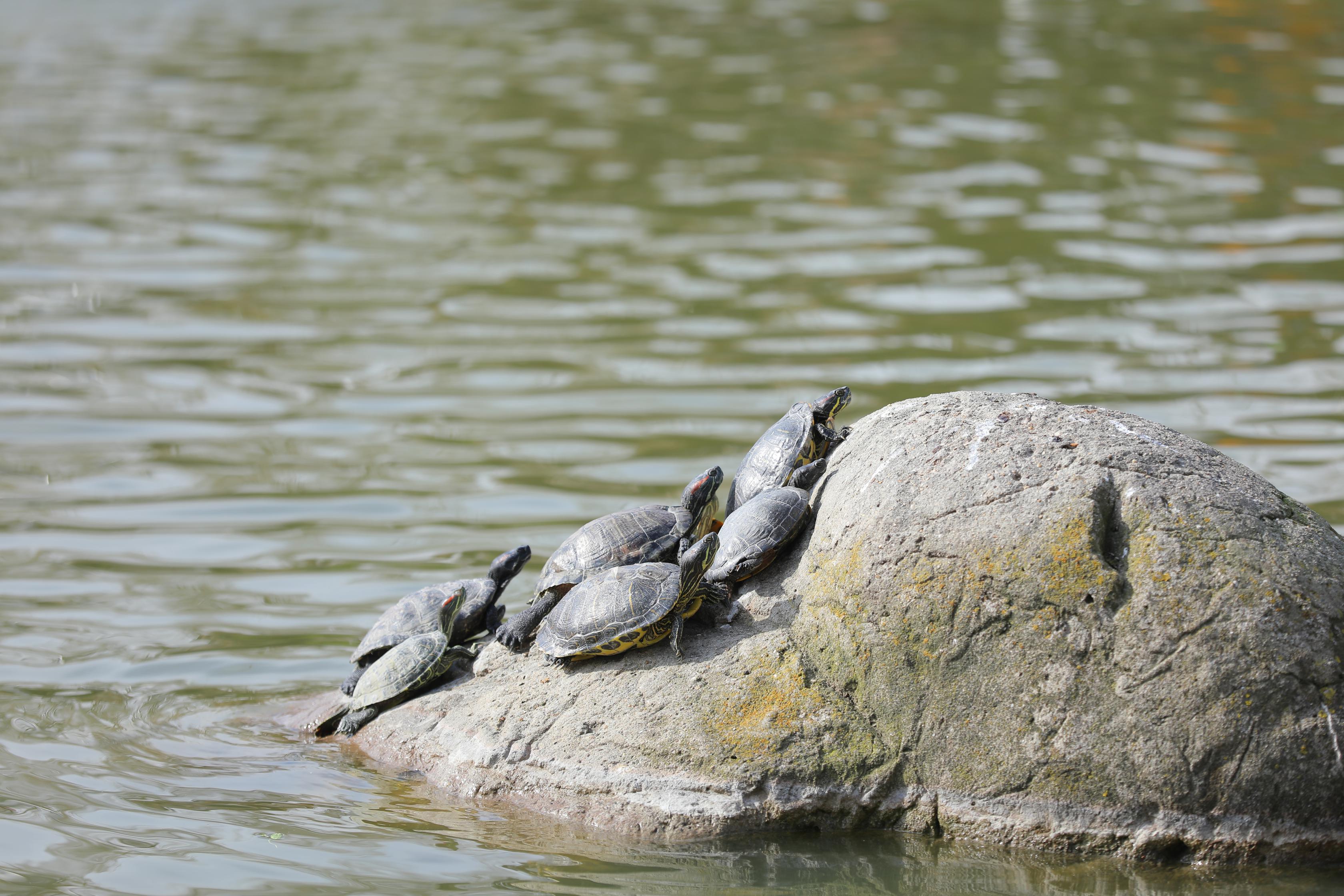 Know about turtles yawning