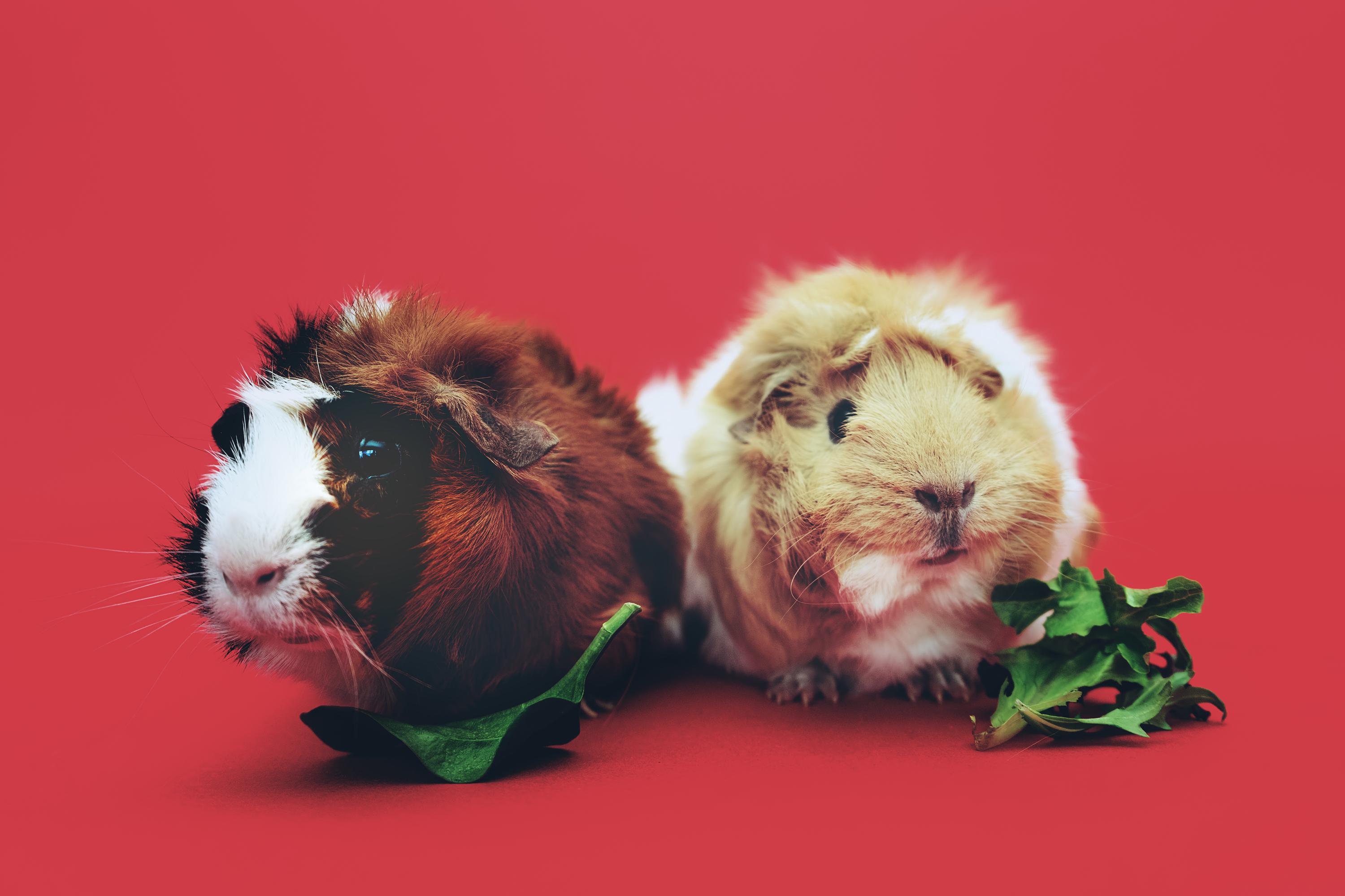 Nutritional needs of guinea pigs