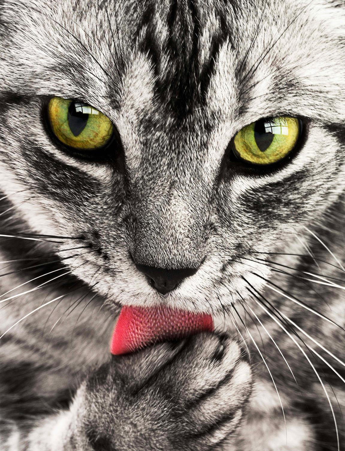 The biological reasons: examining the biological, instinctual basis for cats licking eyes