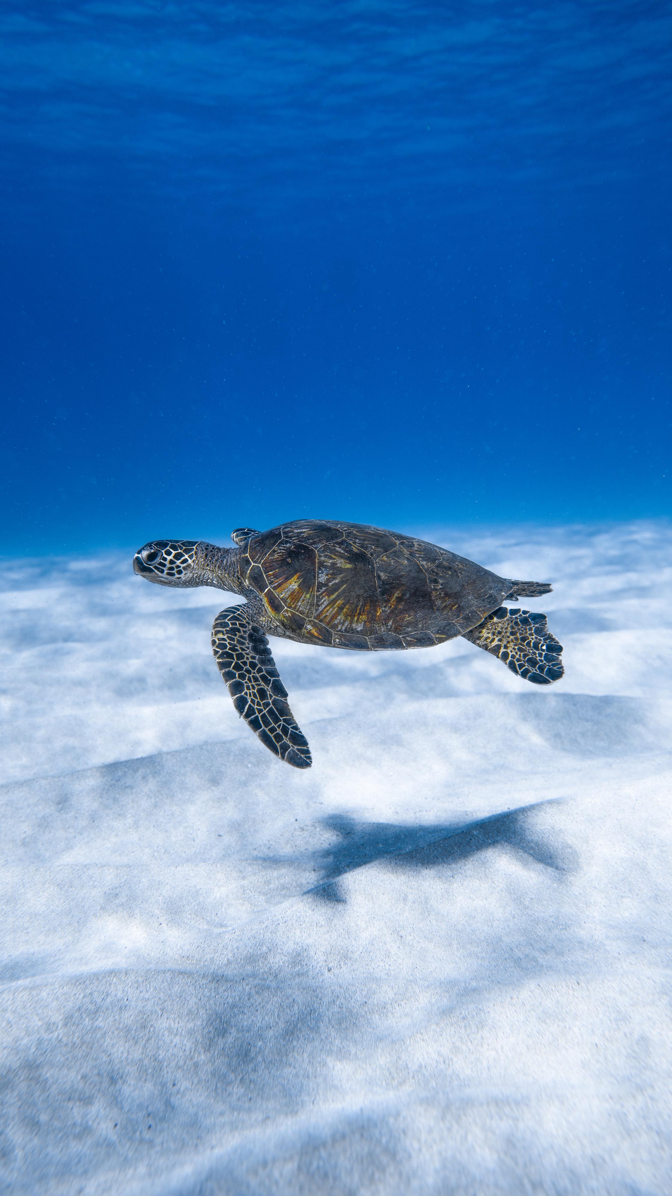 Turtle habitats: keeping your turtle warm