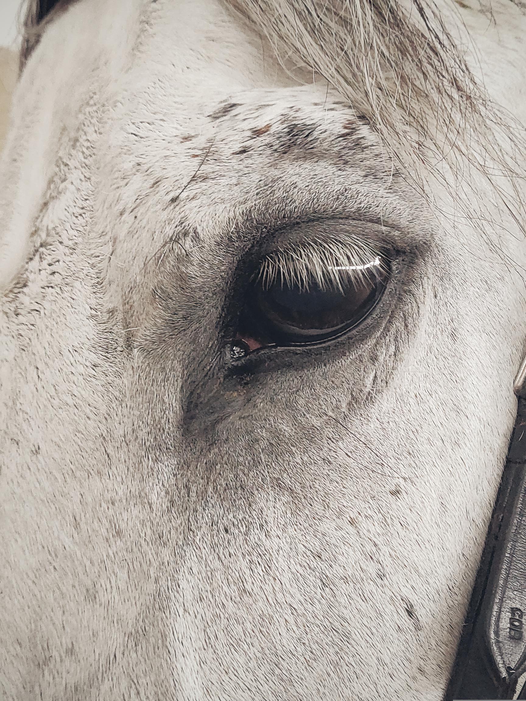 Anatomy of the horse eye: examining the structure of the equine eye