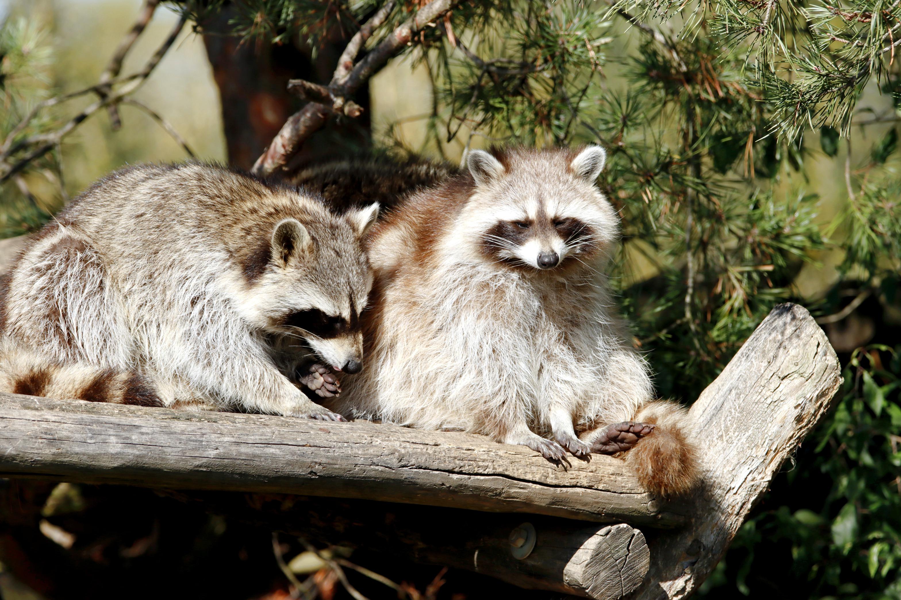 Benefits of neutering raccoons