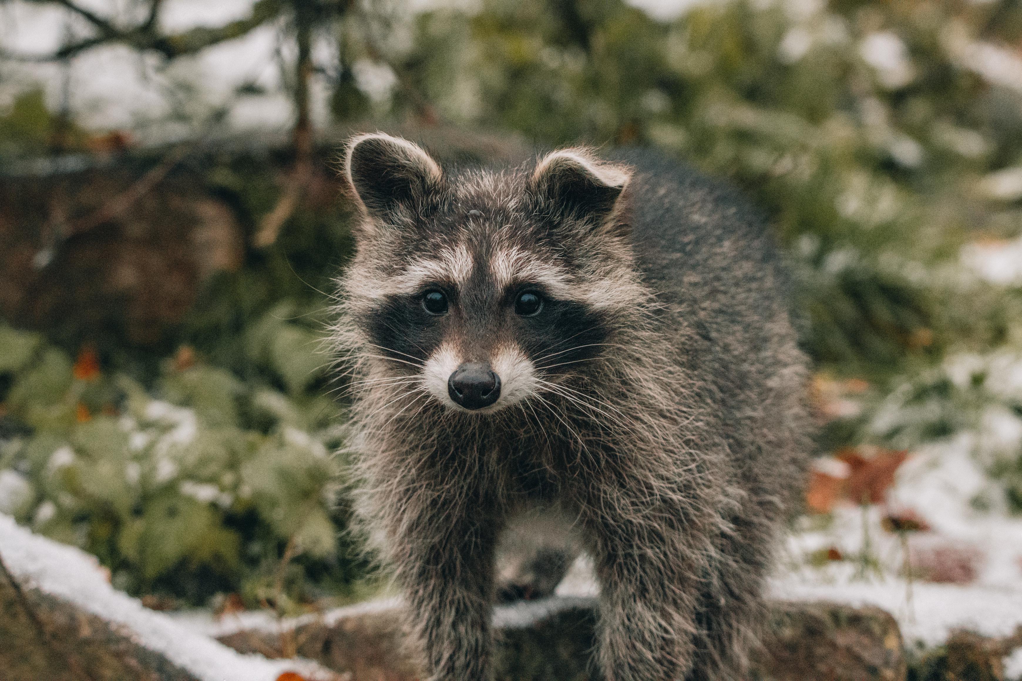 Biology of raccoons: what are the physical adaptations of raccoons that help them survive in cold climates
