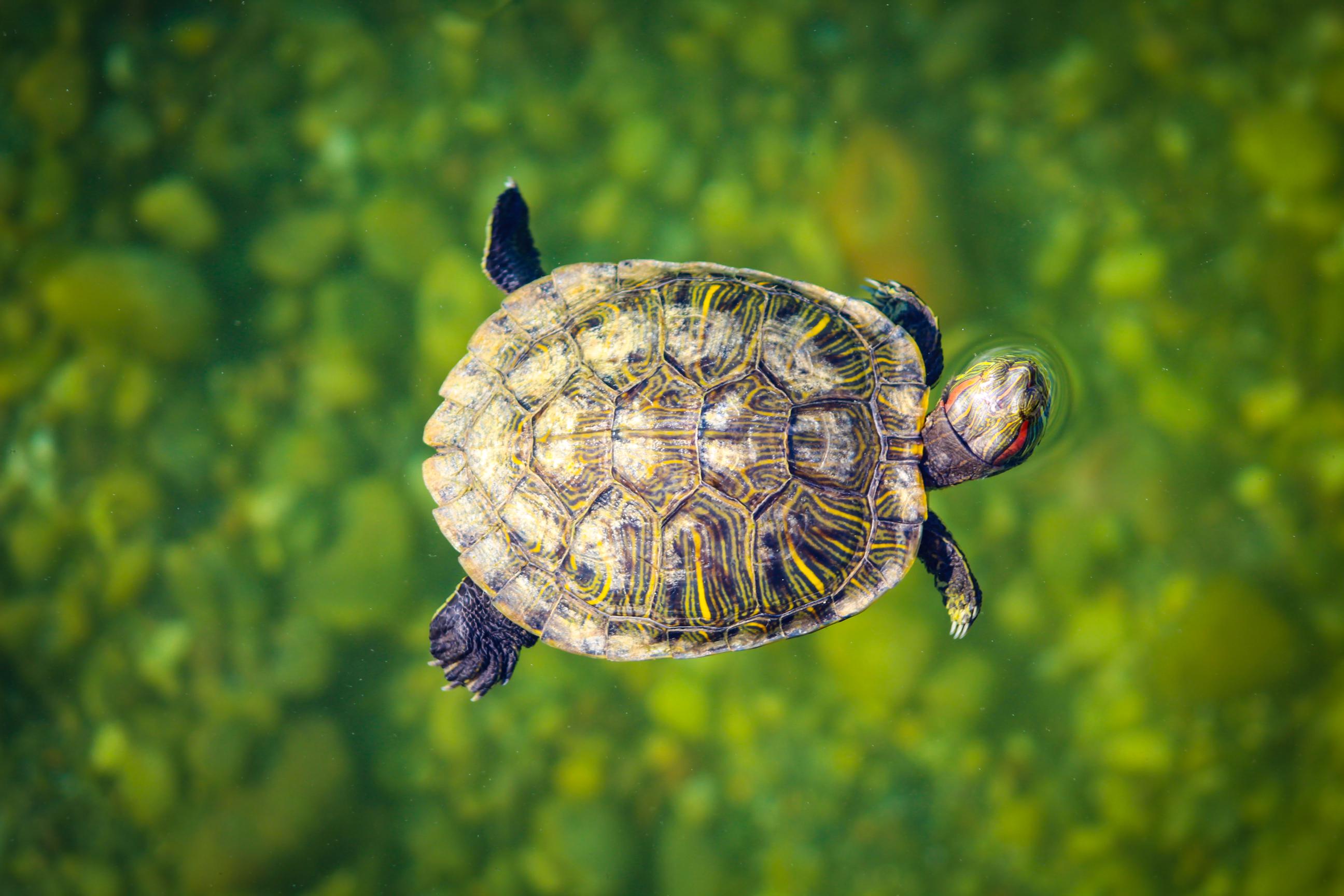 Causes of turtle floating