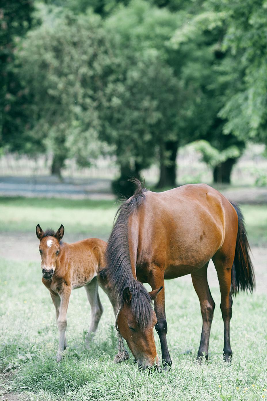 Different types of horse feeds for foals
