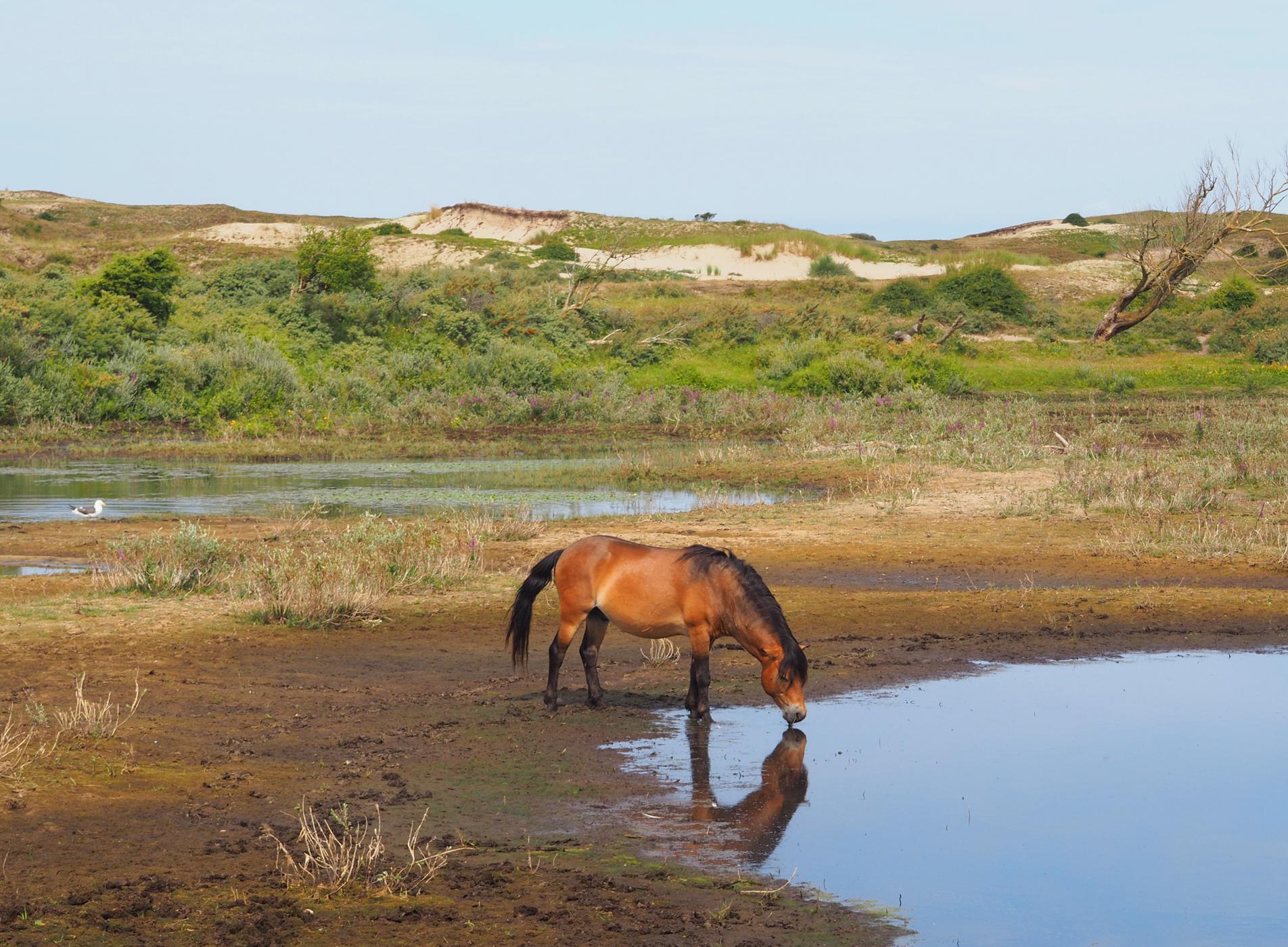 Factors that influence how much water a horse drinks