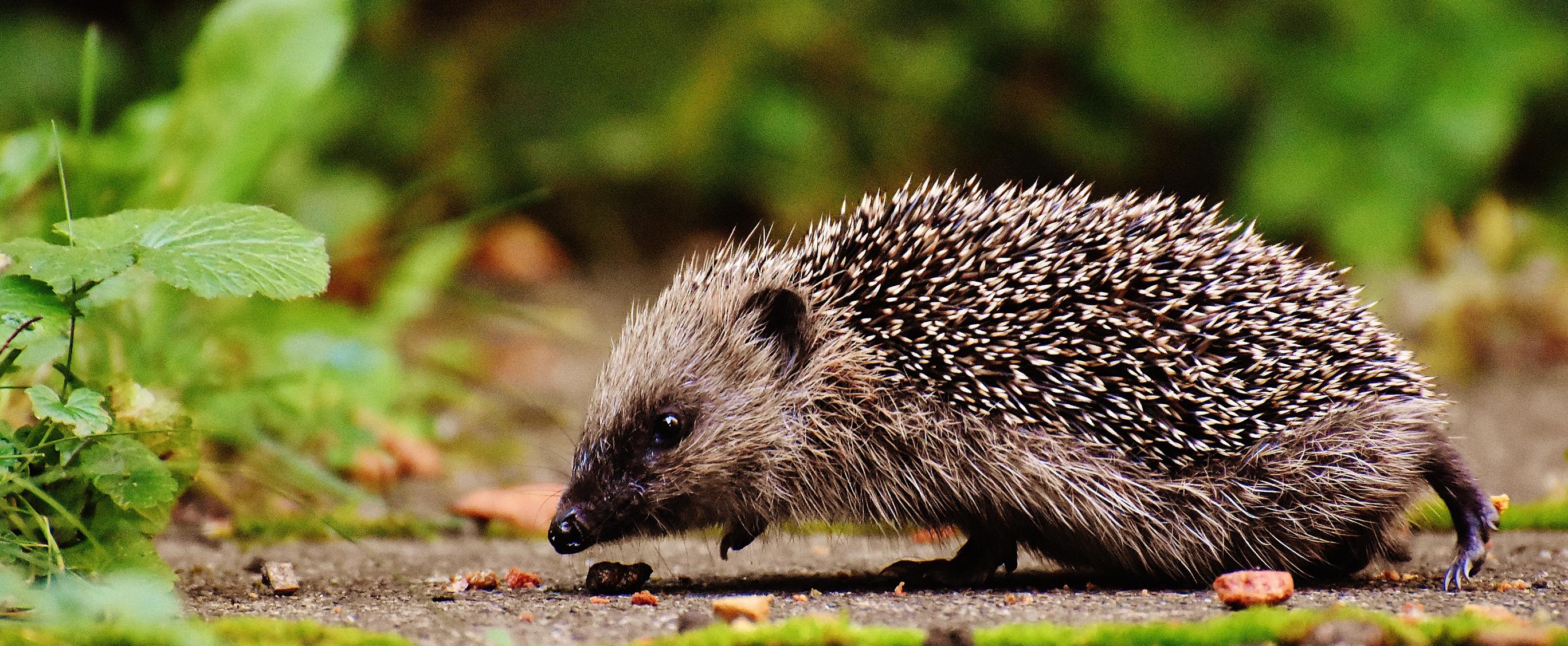 Hedgehogs eat