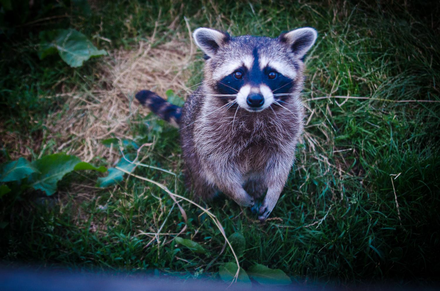 Lifespan of baby raccoons