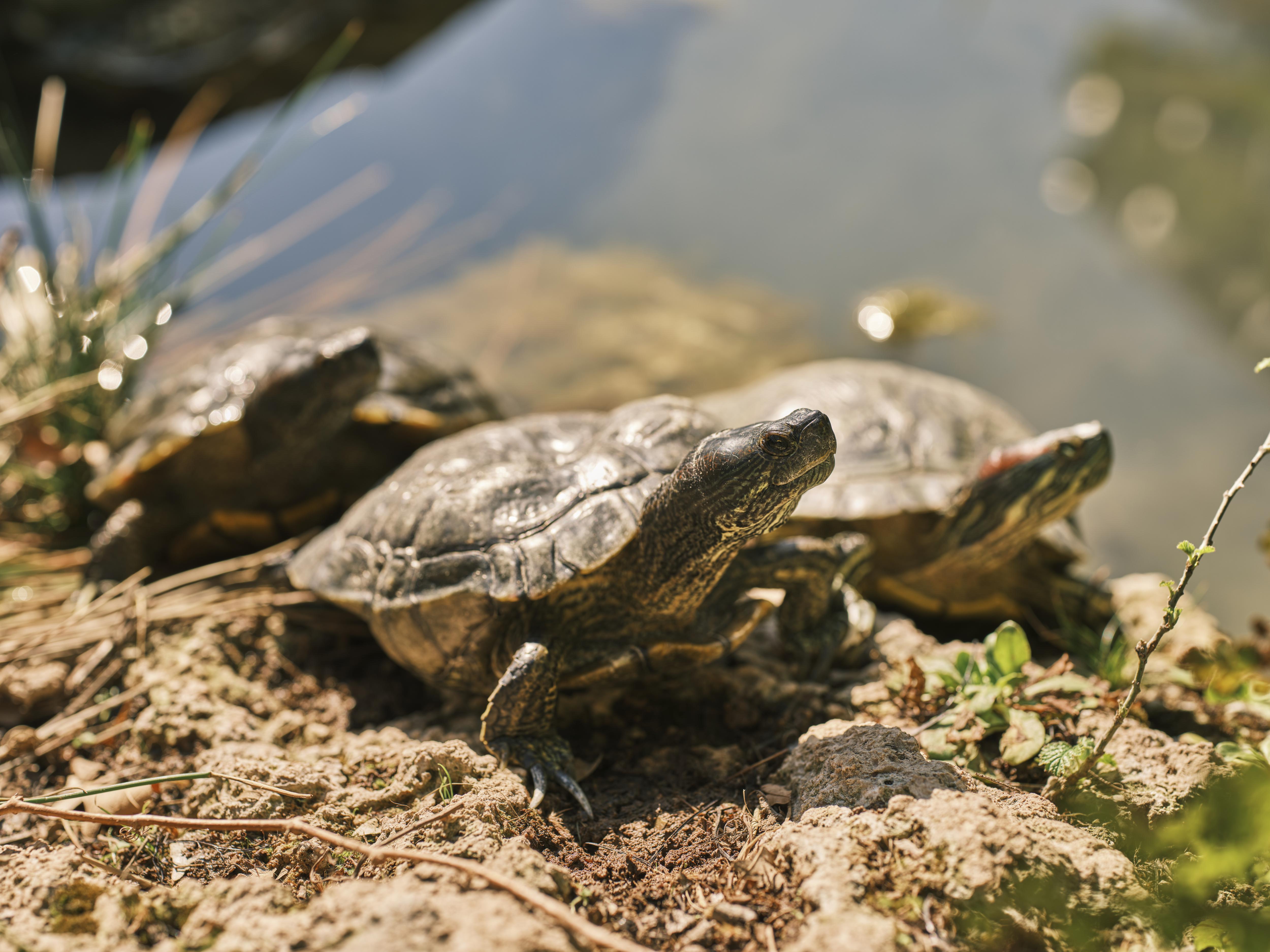 Nutritional needs of red eared slider turtles