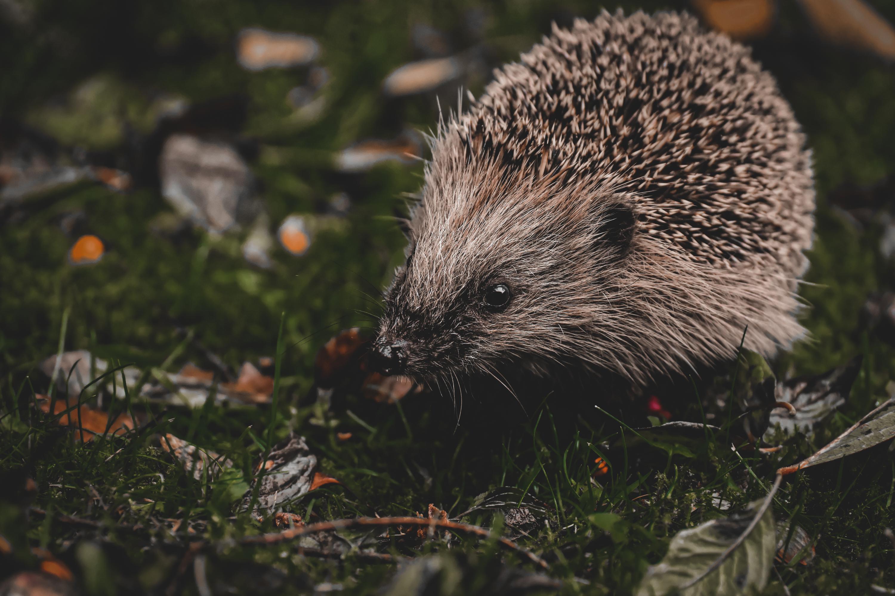 Of quills do hedgehogs possess