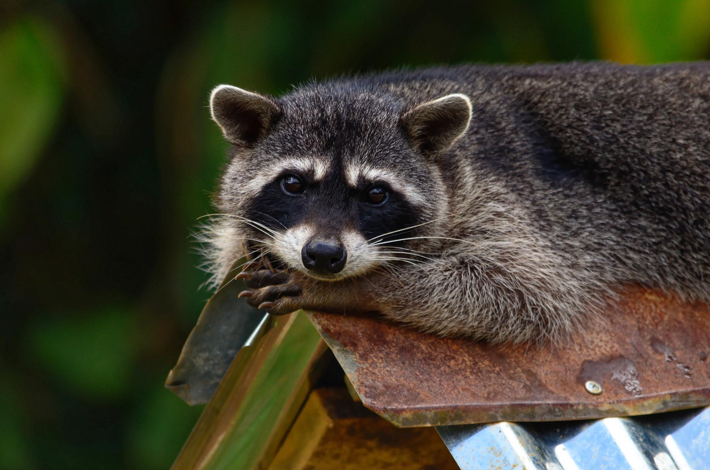 Raccoon curiosity: why are raccoons attracted to shiny things