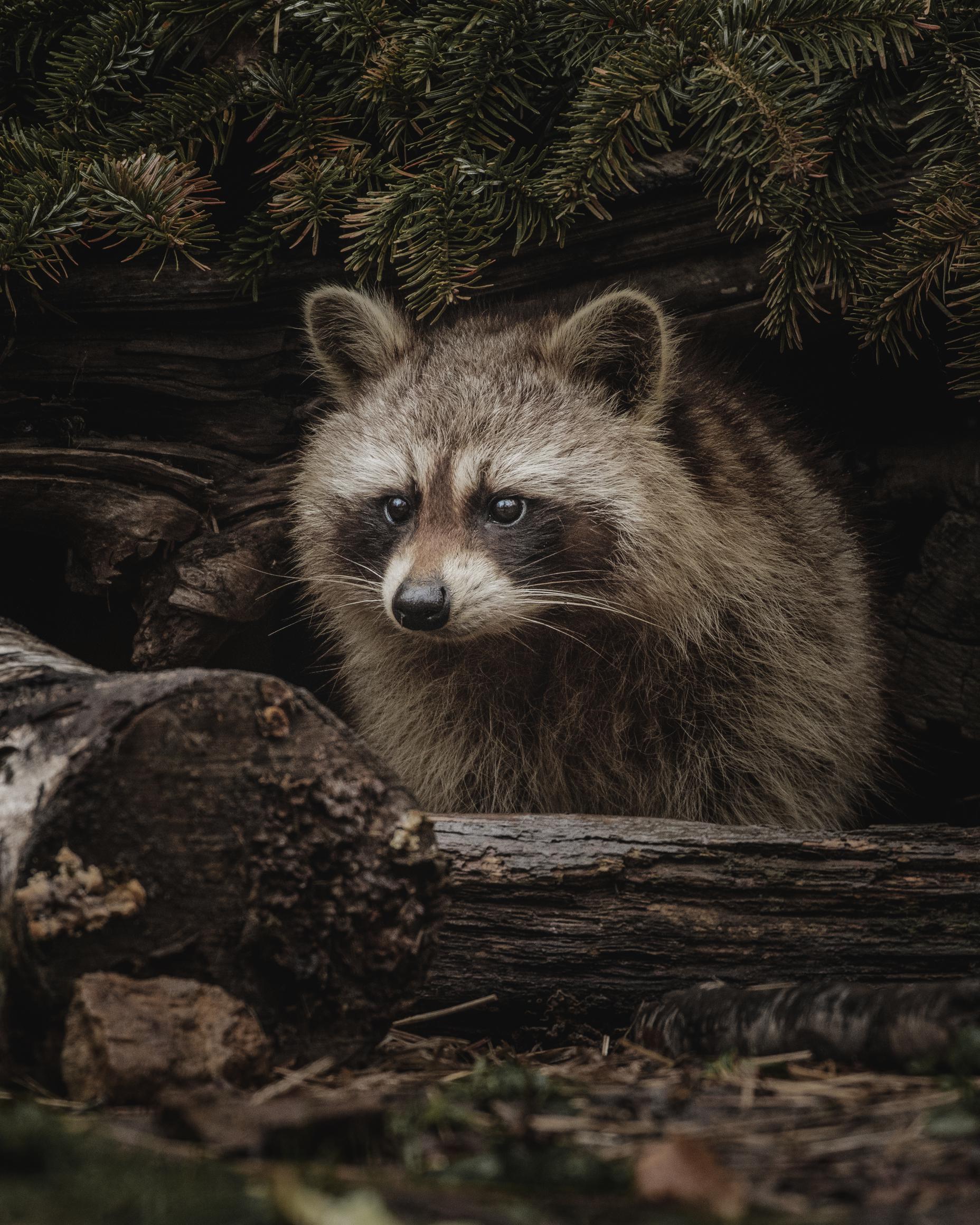 Raccoon diet and habitat