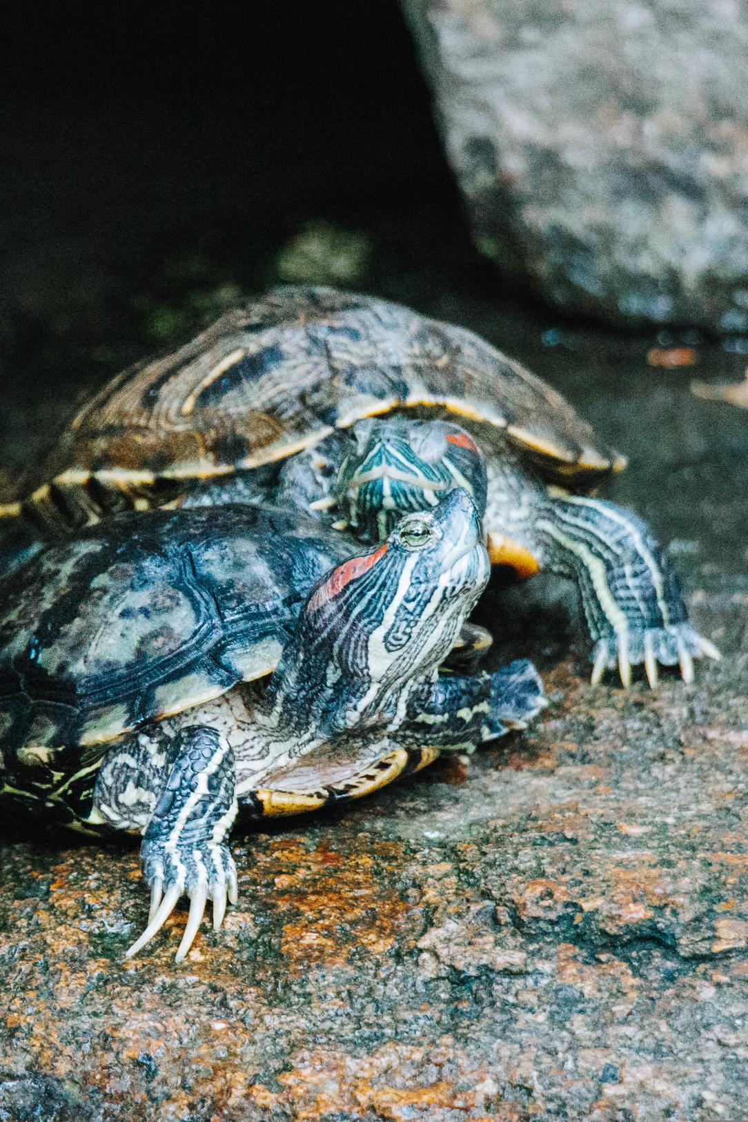 Symptoms of a lack of appetite in turtles
