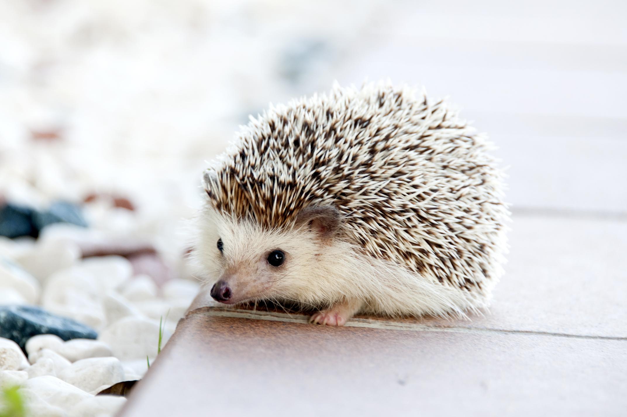 The benefits of owning a hedgehog