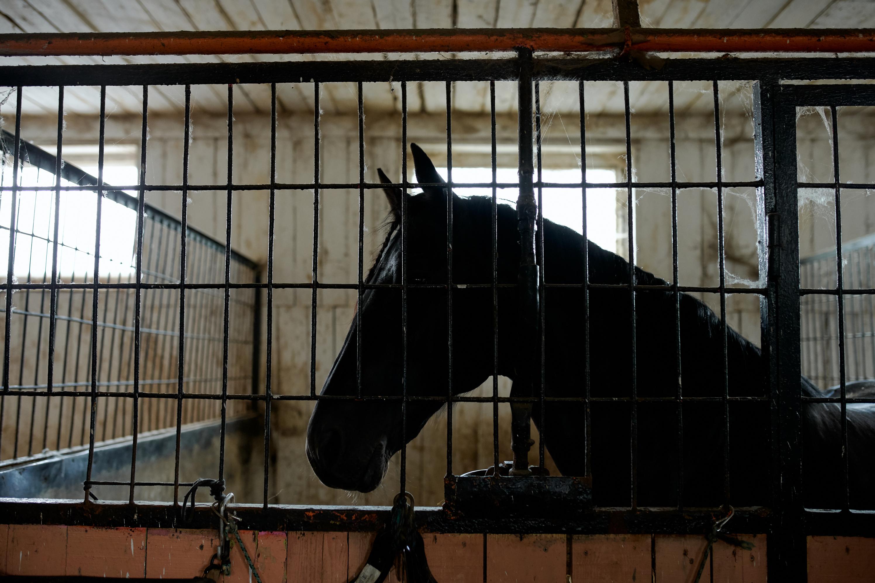 The materials used in horse stall mats and their potential toxicity