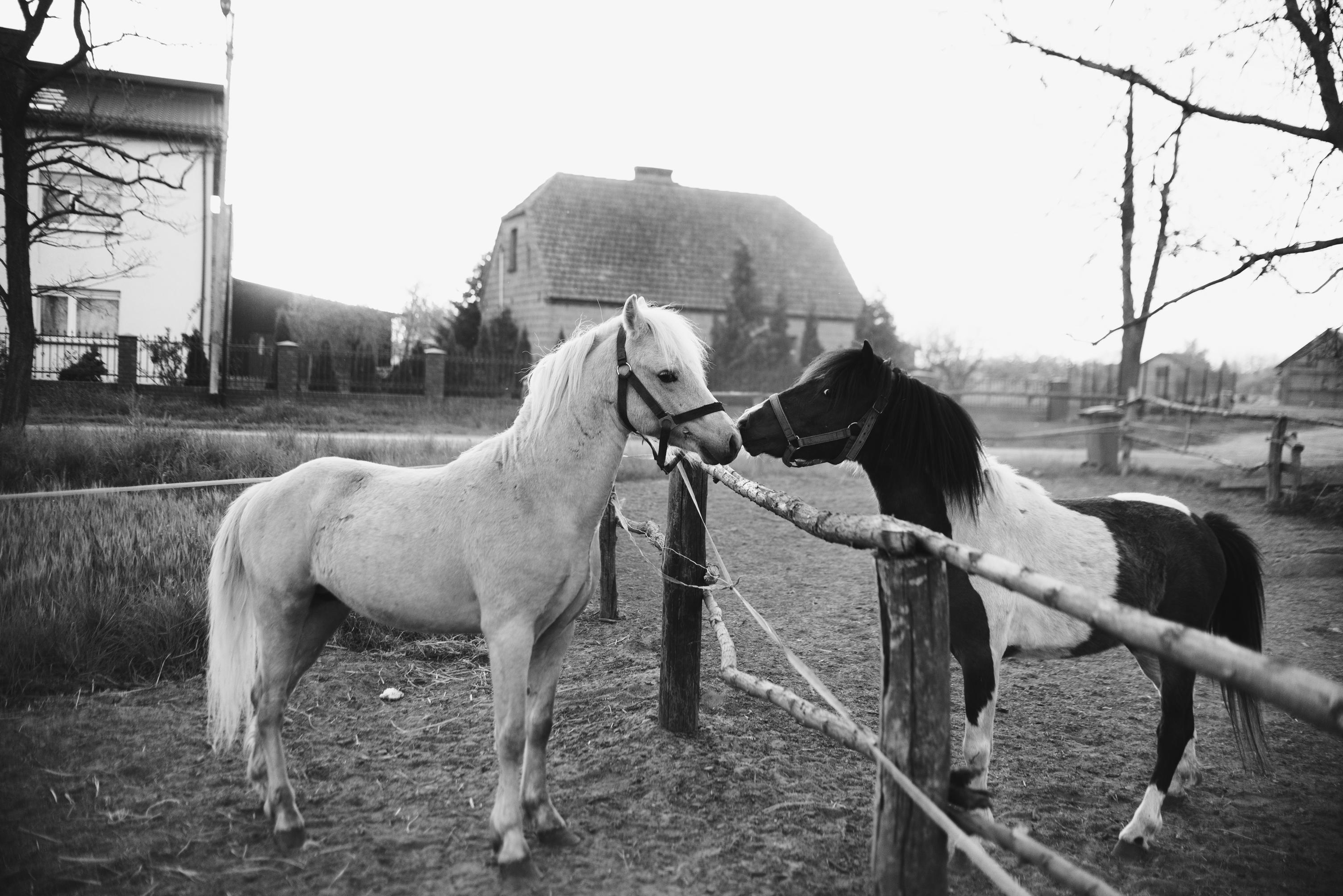 Understanding the different types of horse fencing