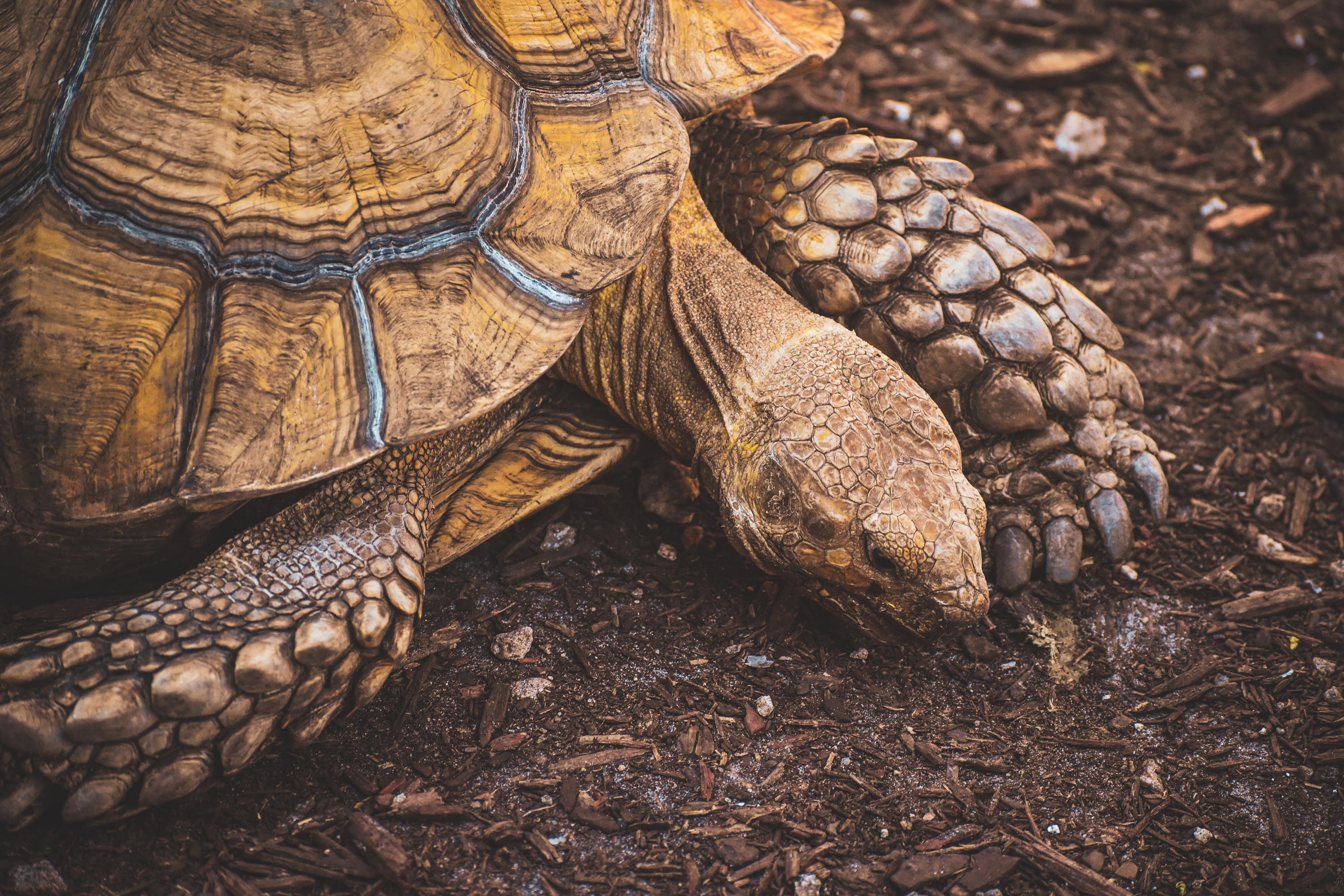 Understanding the types of turtles: differences in turtle species and their needs