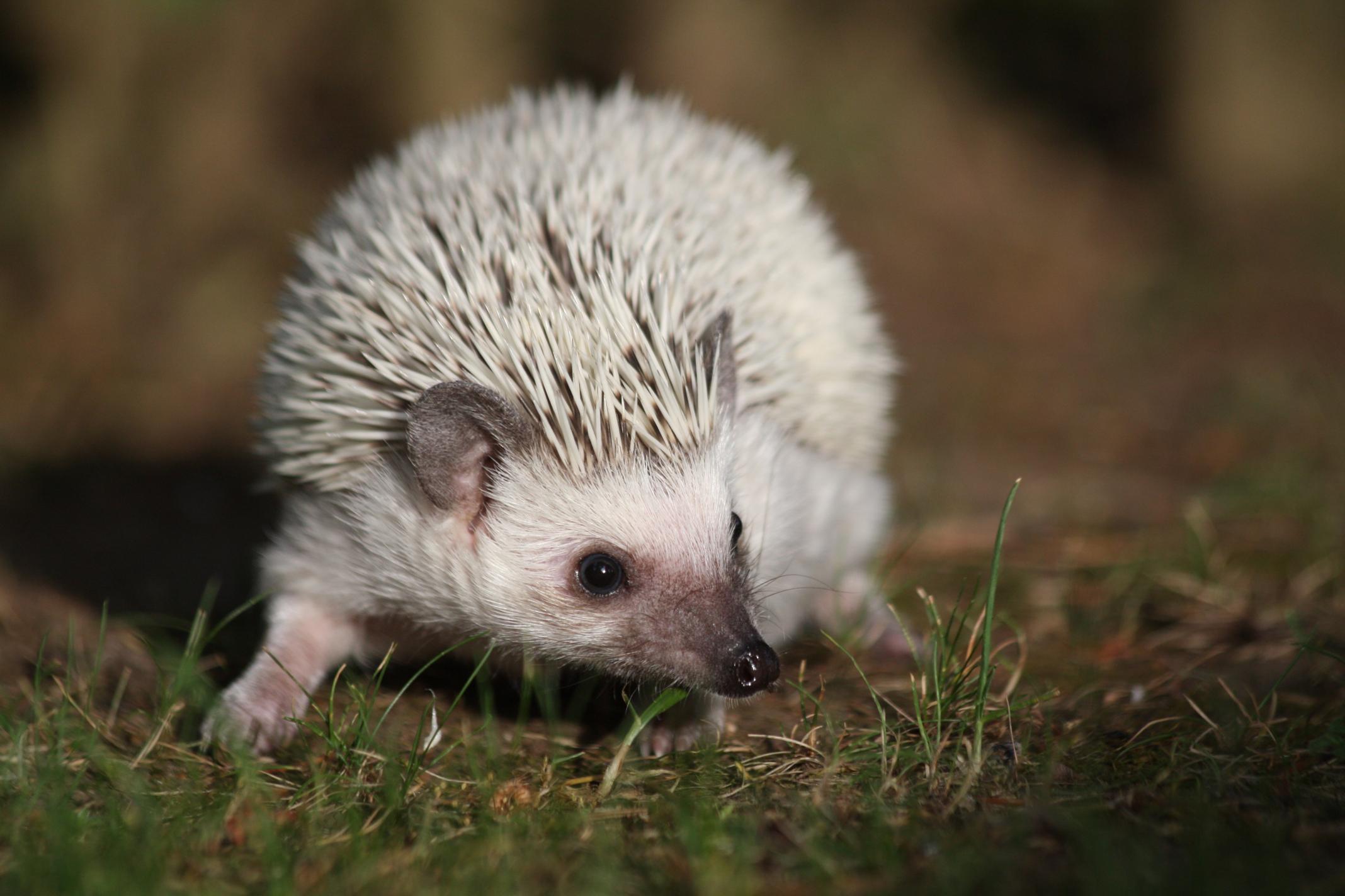 Pros and cons of keeping a hedgehog as a pet