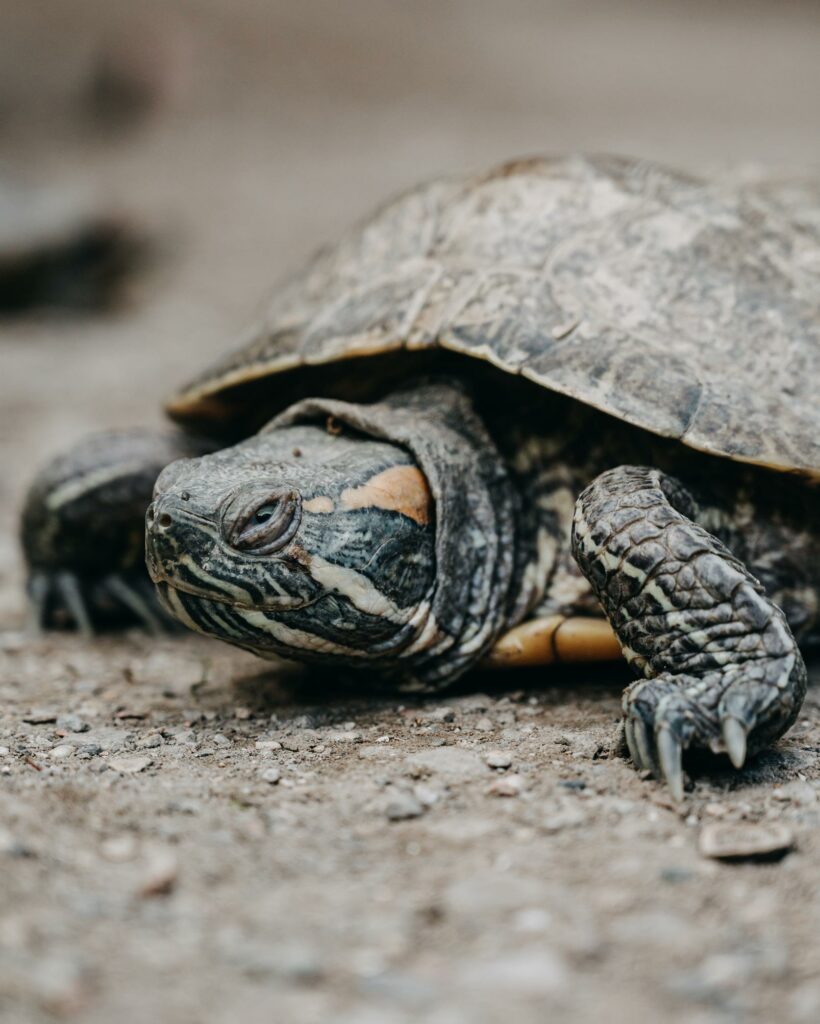 What Causes Turtles To Die? AnswerChef