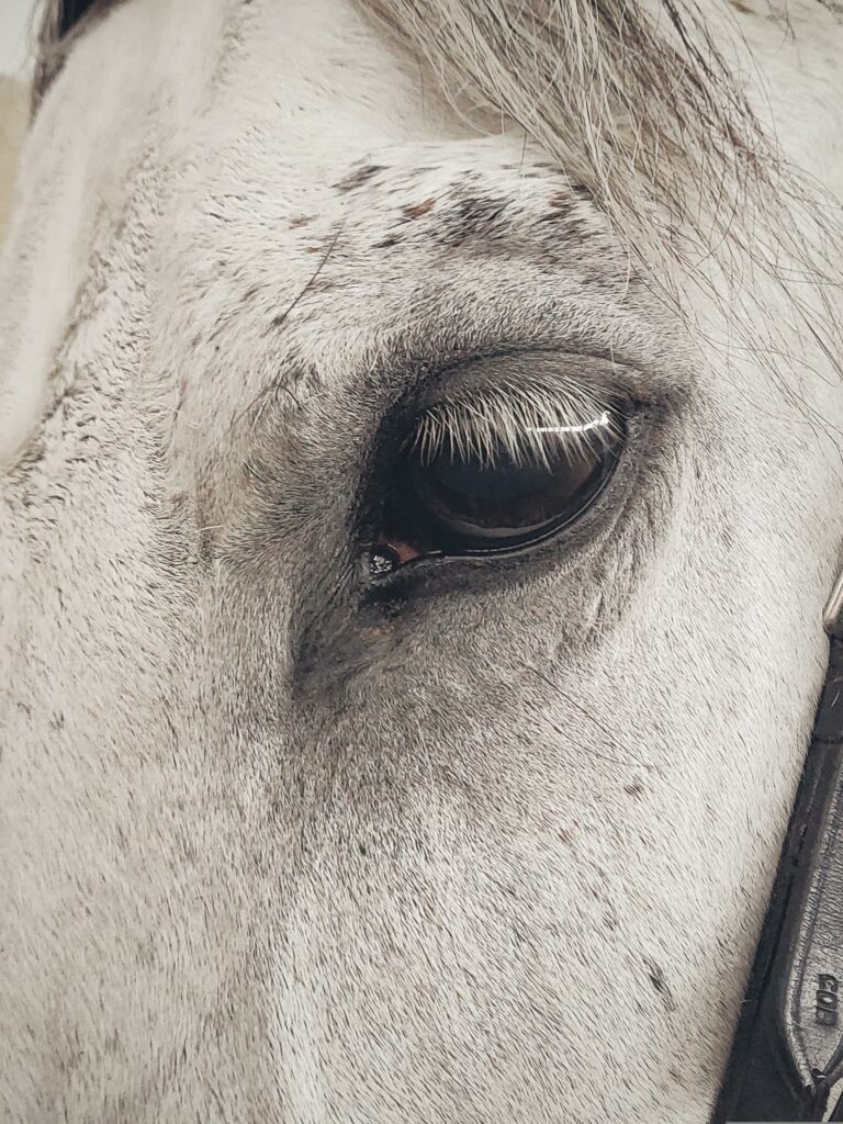 Can Horses See Colors? AnswerChef