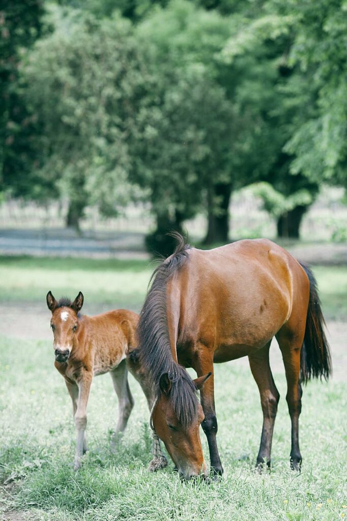 How Do Horses Feed Their Babies? AnswerChef