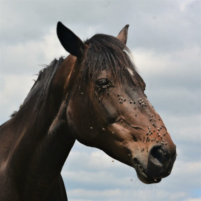 do-horse-flies-make-nests-answerchef