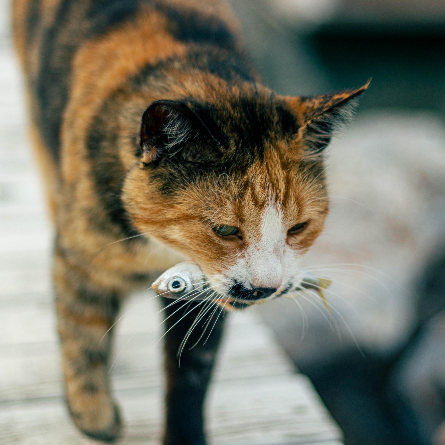 Why Can T Hedgehogs Eat Fish Based Cat Food AnswerChef why-can-t-hedgehogs-eat-fish-based-cat-food-answerchef