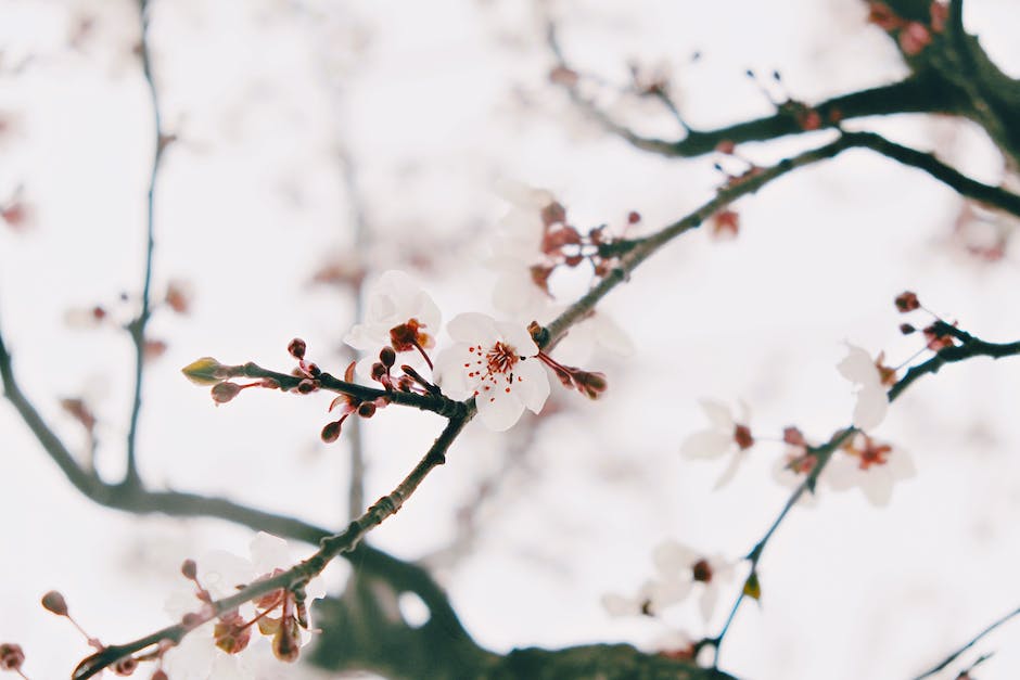 How To Paint Cherry Blossoms Acrylic? - AnswerChef